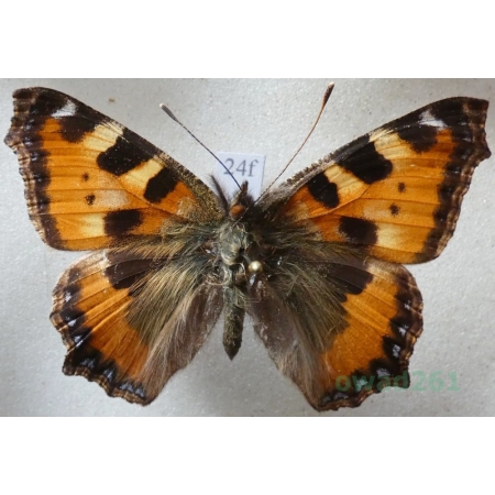 Aglais urticae (Linnaeus, 1758) Rusałka pokrzywnik Czech24f